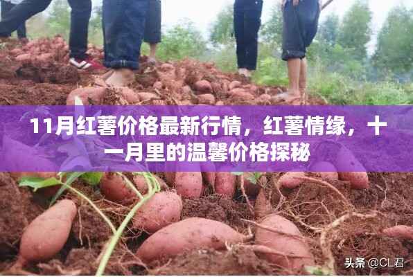 11月红薯价格行情揭秘,情缘与温馨价格的探秘