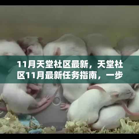 天堂社区11月最新任务指南,掌握关键技能攻略