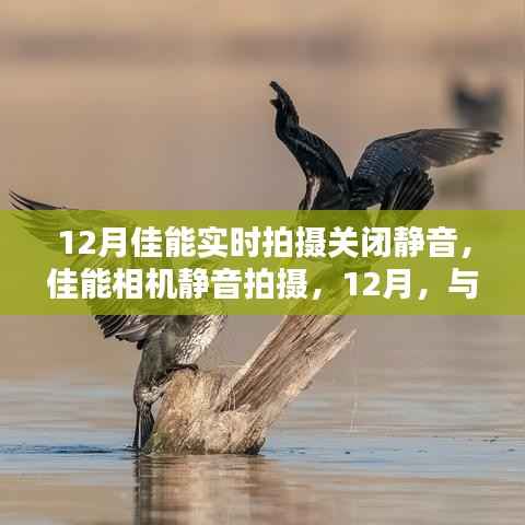 佳能相机静音拍摄功能开启，与大自然共舞的美丽时光在12月记录时刻