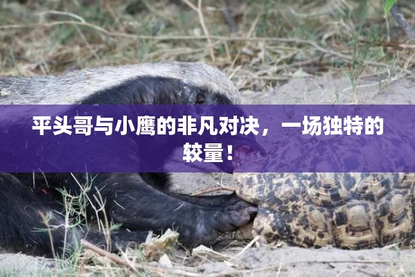 平头哥与小鹰的非凡对决,一场独特的较量!
