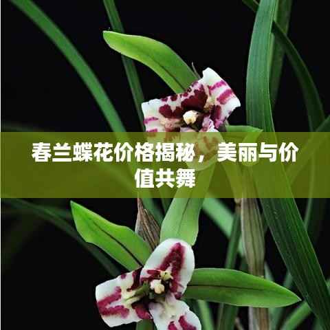 春兰蝶花价格揭秘,美丽与价值共舞
