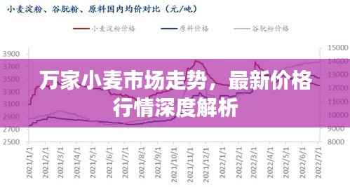 万家小麦市场走势,最新价格行情深度解析