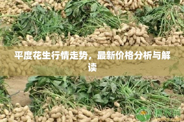 平度花生行情走势,最新价格分析与解读
