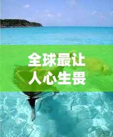 全球最让人心生畏惧的海豹排名大揭秘!