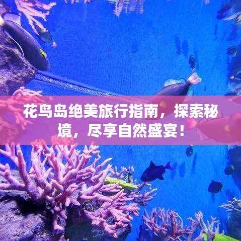 花鸟岛绝美旅行指南,探索秘境,尽享自然盛宴!