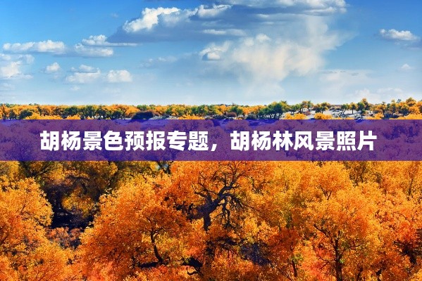 胡杨景色预报专题，胡杨林风景照片 