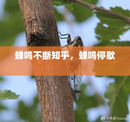 蝉鸣不断知乎,蝉鸣停歇