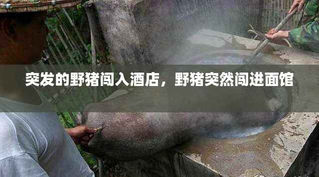 突发的野猪闯入酒店,野猪突然闯进面馆