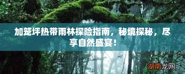 加笼坪热带雨林探险指南,秘境探秘,尽享自然盛宴!