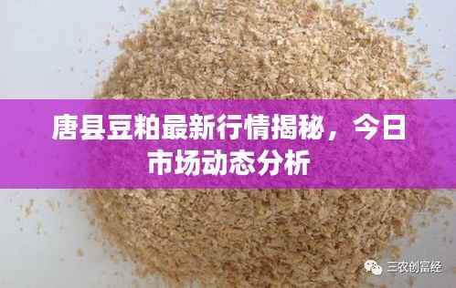 唐县豆粕最新行情揭秘,今日市场动态分析